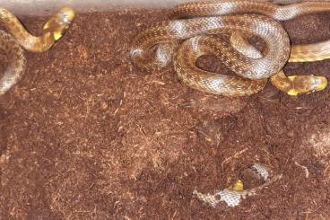 Schlangen kaufen und verkaufen Foto: I offer Zamenis longisimus 