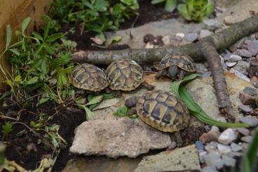 Tortoises kaufen und verkaufen Photo: GGriechische Landschildkröten Nachzucht aus 2024 | CITES-Zertifikat vo Tortoises kaufen und verkaufen Photo: GGriechische Landschildkröten Nachzucht aus 2024 | CITES-Zertifikat vo