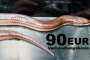 Schlangen kaufen und verkaufen Foto: Regenbogenschlange "Sonnenstrahlschlange" (Xenopeltis unicolor) 1,0 Schlangen kaufen und verkaufen Foto: Regenbogenschlange "Sonnenstrahlschlange" (Xenopeltis unicolor) 1,0