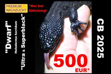 Echsen kaufen und verkaufen Foto: Heloderma horridum "SUPERBLACK" (Ultrablack und Micro-Spot) 500 EUR Echsen kaufen und verkaufen Foto: Heloderma horridum "SUPERBLACK" (Ultrablack und Micro-Spot) 500 EUR