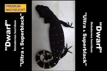 Lizards kaufen und verkaufen Photo: Heloderma horridum "DWARF-SUPERBLACK" (Ultrablack und Micro-Spot) Lizards kaufen und verkaufen Photo: Heloderma horridum "DWARF-SUPERBLACK" (Ultrablack und Micro-Spot)