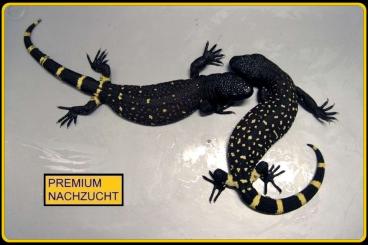 Echsen kaufen und verkaufen Foto: ⚠️ SUPER GÜNSTIG⚠️TOPP PREIS ⚠️ Heloderma horridum "DWARF-SUPERBLACK" Echsen kaufen und verkaufen Foto: ⚠️ SUPER GÜNSTIG⚠️TOPP PREIS ⚠️ Heloderma horridum "DWARF-SUPERBLACK"