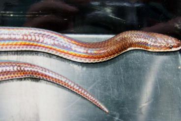 Schlangen kaufen und verkaufen Foto: "Sonnenstrahlschlange" (Xenopeltis unicolor) 1,0 Schlangen kaufen und verkaufen Foto: "Sonnenstrahlschlange" (Xenopeltis unicolor) 1,0