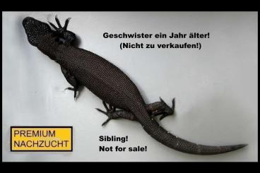 Echsen kaufen und verkaufen Foto: ⚠️SCHNÄPPCHENJÄGER JETZT AUFGEPASST !⚠️ NUR KURZE ZEIT !⚠️TOPP PREIS⚠️ Echsen kaufen und verkaufen Foto: ⚠️SCHNÄPPCHENJÄGER JETZT AUFGEPASST !⚠️ NUR KURZE ZEIT !⚠️TOPP PREIS⚠️