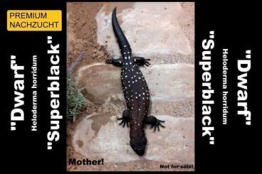 Echsen kaufen und verkaufen Foto: ⚠️SCHNÄPPCHENJÄGER AUFGEPASST !⚠️ ⚠️NUR BIS MONATSENDE !⚠️TOP PREIS⚠️ Echsen kaufen und verkaufen Foto: ⚠️SCHNÄPPCHENJÄGER AUFGEPASST !⚠️ ⚠️NUR BIS MONATSENDE !⚠️TOP PREIS⚠️