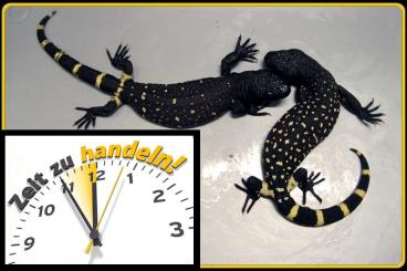 Echsen kaufen und verkaufen Foto: ⚠️SCHNÄPPCHENJÄGER AUFGEPASST !⚠️ ⚠️NUR BIS MONATSENDE !⚠️TOP PREIS⚠️ Echsen kaufen und verkaufen Foto: ⚠️SCHNÄPPCHENJÄGER AUFGEPASST !⚠️ ⚠️NUR BIS MONATSENDE !⚠️TOP PREIS⚠️