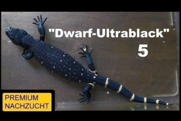 Echsen kaufen und verkaufen Foto: ⚠️GELEGENHEIT⚠️ 1,1 Heloderma horridum "Dwarf-Ultrablack" ⚠️HOLDBACK⚠️ Echsen kaufen und verkaufen Foto: ⚠️GELEGENHEIT⚠️ 1,1 Heloderma horridum "Dwarf-Ultrablack" ⚠️HOLDBACK⚠️