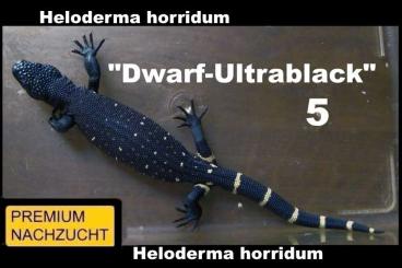 Echsen  kaufen und verkaufen Foto: ⚠️GELEGENHEIT⚠️ 1,1 Heloderma horridum "Dwarf-Ultrablack" ⚠️HOLDBACK⚠️