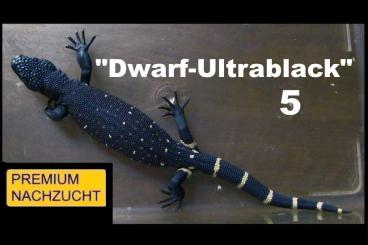 Lizards kaufen und verkaufen Photo: ⚠️GELEGENHEIT⚠️ 1,1 Heloderma horridum "Dwarf-Ultrablack" ⚠️HOLDBACK⚠️ Lizards kaufen und verkaufen Photo: ⚠️GELEGENHEIT⚠️ 1,1 Heloderma horridum "Dwarf-Ultrablack" ⚠️HOLDBACK⚠️