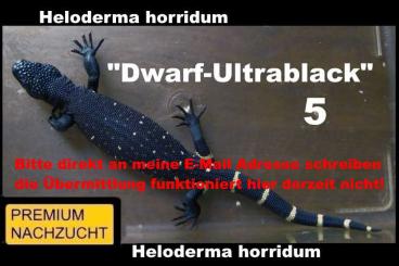 Echsen  kaufen und verkaufen Foto: ⚠️GELEGENHEIT⚠️ 1,1 Heloderma horridum "Dwarf-Ultrablack" ⚠️HOLDBACK⚠️