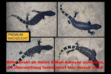 Echsen  kaufen und verkaufen Foto: ⚠️SCHNÄPPCHENJÄGER AUFGEPASST !⚠️ ⚠️NUR BIS ENDE JULI !⚠️TOP PREIS⚠️ 