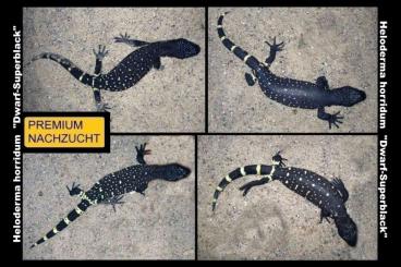 Echsen  kaufen und verkaufen Foto: ⚠️SCHNÄPPCHENJÄGER AUFGEPASST !⚠️ ⚠️NUR BIS ENDE JULI !⚠️TOP PREIS⚠️ 
