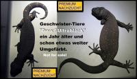 Bild 4/10