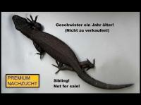 Bild 6/10