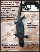 Bild 5/10