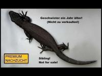 Bild 7/10