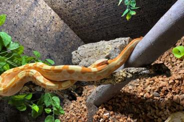 Boas kaufen und verkaufen Foto: 1.0 Boa Ci Sunglow Motley (Kahl) pos. Super pos. jungle