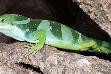 Echsen kaufen und verkaufen Foto: 3.0 Brachylophus fasciatus Echsen kaufen und verkaufen Foto: 3.0 Brachylophus fasciatus