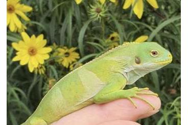 Echsen  kaufen und verkaufen Foto: 1.3 Brachylophus fasciatus Schlupf 07.09.2022