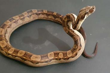 Boas kaufen und verkaufen Photo: Boa constrictor imperator COLUMBIAN Motley