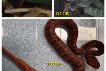 Venomous snakes kaufen und verkaufen Photo: 0.0.8 Atheris squamigera CB Feb.2024 für Houten