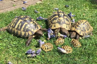 Tortoises kaufen und verkaufen Photo: Griechische Landschildkröten (Thb)