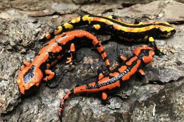 Salamander kaufen und verkaufen Foto: Salamandra salamandra terrestris "Solling" (rot oder tricolor)
