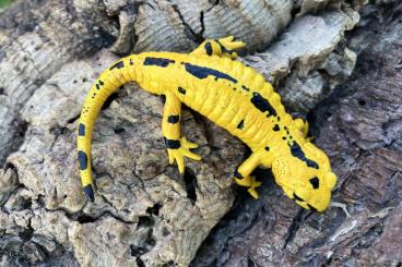 Salamander kaufen und verkaufen Foto: Salamandra salamandra terrestris "Solling" (hochgelb) Salamander kaufen und verkaufen Foto: Salamandra salamandra terrestris "Solling" (hochgelb)