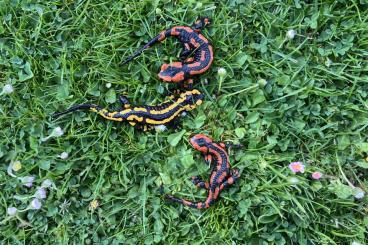 Salamander kaufen und verkaufen Foto: Salamandra salamandra terrestris (Harz)