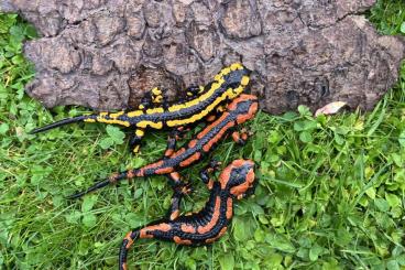 Salamander kaufen und verkaufen Foto: Salamandra salamandra terrestris (Harz) Salamander kaufen und verkaufen Foto: Salamandra salamandra terrestris (Harz)