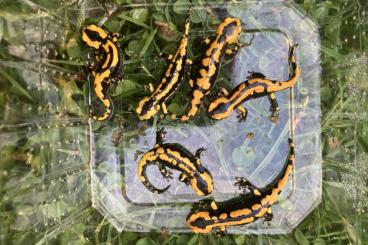 salamanders kaufen und verkaufen Photo: Salamandra salamandra terrestris (Solling) salamanders kaufen und verkaufen Photo: Salamandra salamandra terrestris (Solling)