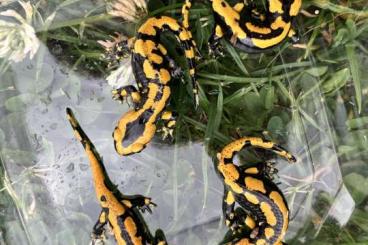 Salamander kaufen und verkaufen Foto: Salamandra salamandra terrestris (Solling) Salamander kaufen und verkaufen Foto: Salamandra salamandra terrestris (Solling)