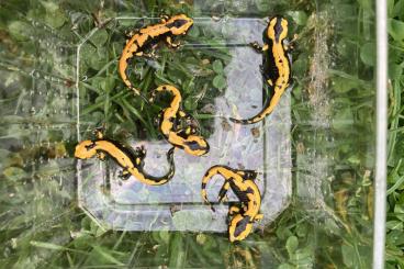 salamanders kaufen und verkaufen Photo: Salamandra salamandra terrestris (Solling) salamanders kaufen und verkaufen Photo: Salamandra salamandra terrestris (Solling)