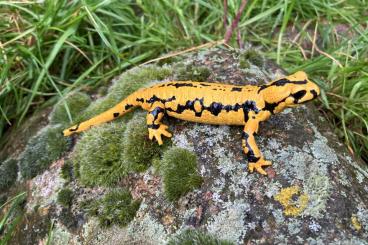 salamanders kaufen und verkaufen Photo: Feuersalamander (Salamandra salamandra terrestris - Solling) salamanders kaufen und verkaufen Photo: Feuersalamander (Salamandra salamandra terrestris - Solling)