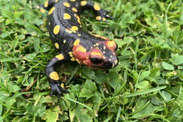 salamanders kaufen und verkaufen Photo: Feuersalamander (Salamandra salamandra gallaica) salamanders kaufen und verkaufen Photo: Feuersalamander (Salamandra salamandra gallaica)