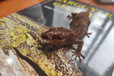 Geckos kaufen und verkaufen Foto: 1.0 Rhacodactylus auriculatus Red Base Red/Orange blotched cb2020