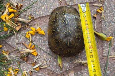Schildkröten kaufen und verkaufen Foto: Turtles and tortoises for Verona Schildkröten kaufen und verkaufen Foto: Turtles and tortoises for Verona