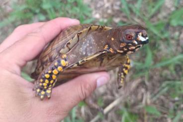 Turtles and Tortoises kaufen und verkaufen Photo: Turtles and tortoises for houten Turtles and Tortoises kaufen und verkaufen Photo: Turtles and tortoises for houten