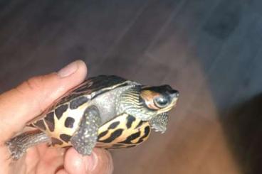 Turtles and Tortoises kaufen und verkaufen Photo: Turtles and tortoises Turtles and Tortoises kaufen und verkaufen Photo: Turtles and tortoises