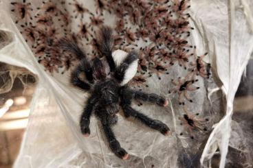 Spinnen und Skorpione kaufen und verkaufen Foto: Xenesthis, Megaphobema,Brachypelma, Phidippus, Hyllus 