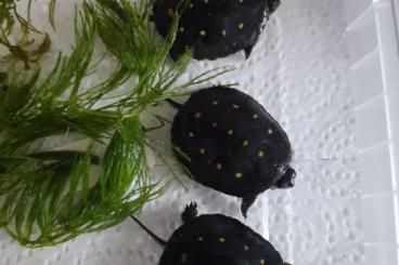 Sumpfschildkröten kaufen und verkaufen Foto: Clemmys guttata, Tropfenschildkröte
