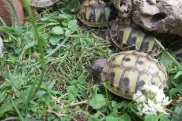 Landschildkröten kaufen und verkaufen Foto: Nachzuchten der Griechischen Landschildkröte aus 2023