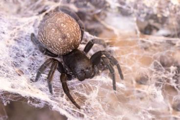 Spinnen und Skorpione kaufen und verkaufen Foto: Gandanameno sp. Afrika: Böckchen / Weibchen, adult / subadult