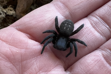 echte Webspinnen kaufen und verkaufen Foto: Eresidae / Gandanameno cf. echinata (last update: Juni-2025) echte Webspinnen kaufen und verkaufen Foto: Eresidae / Gandanameno cf. echinata (last update: Juni-2025)