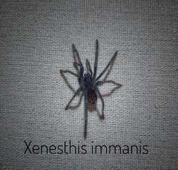 Spinnen und Skorpione kaufen und verkaufen Foto: 0.0.X Xenesthis immanis 1fh 