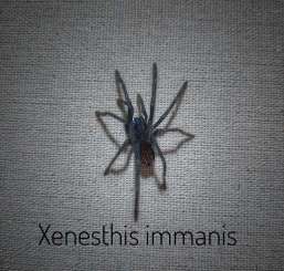 Spinnen und Skorpione kaufen und verkaufen Foto: 0.0.X Xenesthis immanis 1fh Spinnen und Skorpione kaufen und verkaufen Foto: 0.0.X Xenesthis immanis 1fh