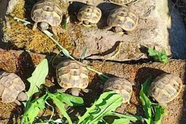 Tortoises kaufen und verkaufen Photo: Griechische Landschildkröten THH NZ aus 2024 Tortoises kaufen und verkaufen Photo: Griechische Landschildkröten THH NZ aus 2024