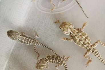 Agamen kaufen und verkaufen Foto: Junge Pogona henrylawsoni Agamen kaufen und verkaufen Foto: Junge Pogona henrylawsoni