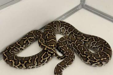 Pythons kaufen und verkaufen Photo: Tigerpythons/ Brmuesepythons NZ24 Pythons kaufen und verkaufen Photo: Tigerpythons/ Brmuesepythons NZ24
