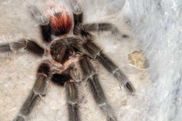 - bird spiders kaufen und verkaufen Photo: Ein paar Kerle Iheringi, dictator, rufus, incei gold, natanicharum